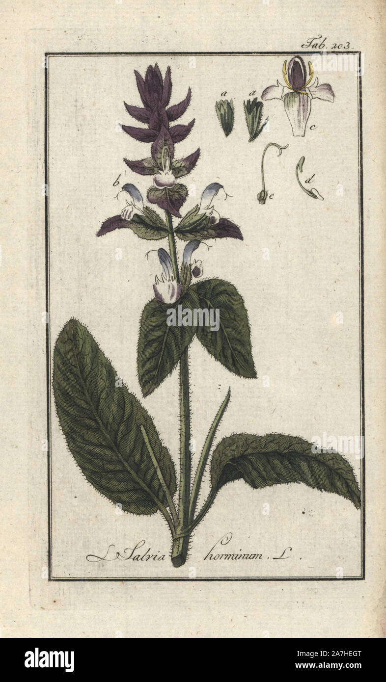 Annual clary or orval, Salvia viridis. Handcoloured copperplate botanical engraving from Johannes Zorn's 'Afbeelding der Artseny-Gewassen,' Jan Christiaan Sepp, Amsterdam, 1796. Zorn first published his illustrated medical botany in Nurnberg in 1780 with 500 plates, and a Dutch edition followed in 1796 published by J.C. Sepp with an additional 100 plates. Zorn (1739-1799) was a German pharmacist and botanist who collected medical plants from all over Europe for his 'Icones plantarum medicinalium' for apothecaries and doctors. Stock Photo