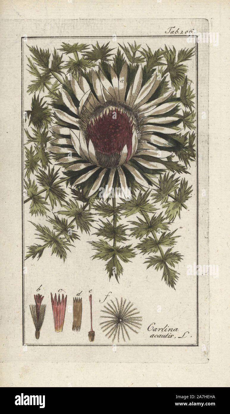 Dwarf carline thistle, Carlina acaulis. Handcoloured copperplate botanical engraving from Johannes Zorn's 'Afbeelding der Artseny-Gewassen,' Jan Christiaan Sepp, Amsterdam, 1796. Zorn first published his illustrated medical botany in Nurnberg in 1780 with 500 plates, and a Dutch edition followed in 1796 published by J.C. Sepp with an additional 100 plates. Zorn (1739-1799) was a German pharmacist and botanist who collected medical plants from all over Europe for his 'Icones plantarum medicinalium' for apothecaries and doctors. Stock Photo
