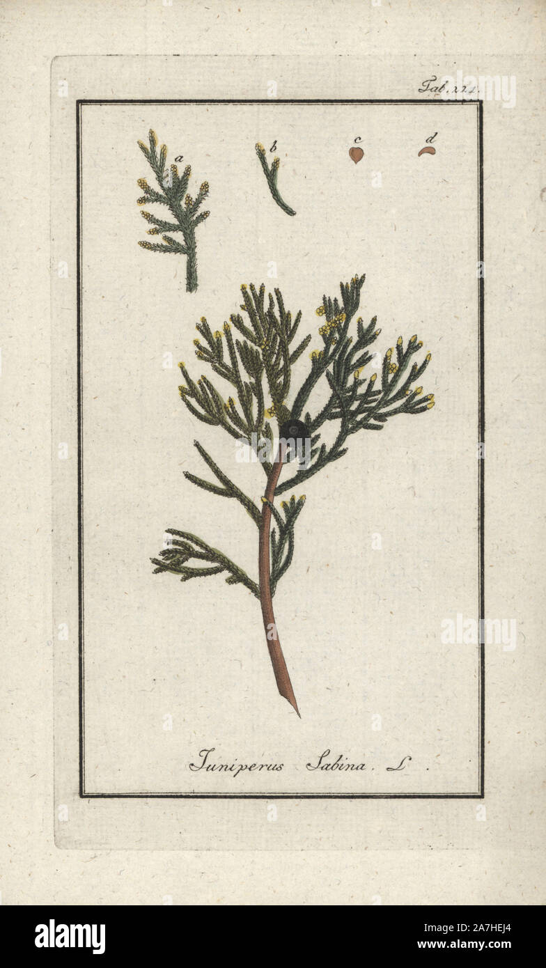 Savin juniper tree, Juniperus sabina. Handcoloured copperplate botanical engraving from Johannes Zorn's 'Afbeelding der Artseny-Gewassen,' Jan Christiaan Sepp, Amsterdam, 1796. Zorn first published his illustrated medical botany in Nurnberg in 1780 with 500 plates, and a Dutch edition followed in 1796 published by J.C. Sepp with an additional 100 plates. Zorn (1739-1799) was a German pharmacist and botanist who collected medical plants from all over Europe for his 'Icones plantarum medicinalium' for apothecaries and doctors. Stock Photo