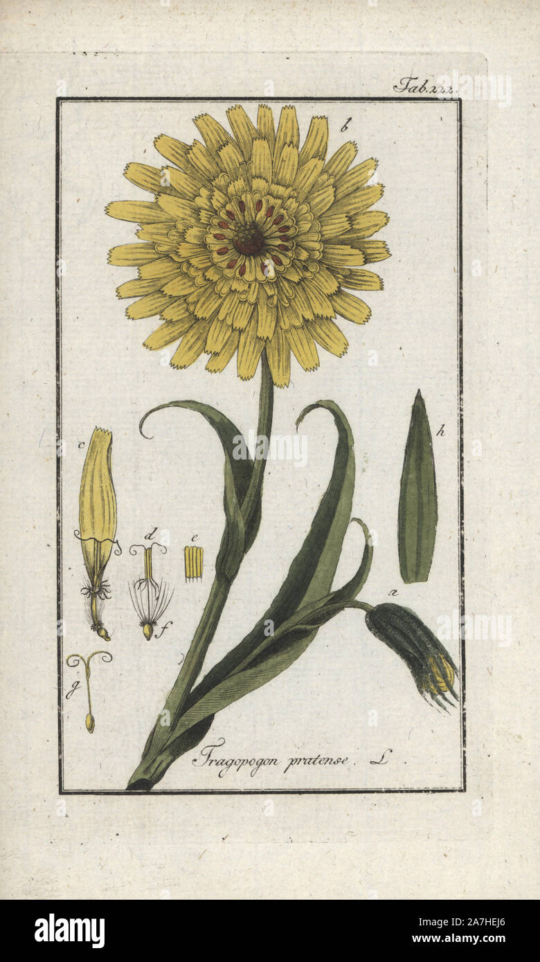Meadow salsify, Tragopogon pratensis. Handcoloured copperplate botanical engraving from Johannes Zorn's 'Afbeelding der Artseny-Gewassen,' Jan Christiaan Sepp, Amsterdam, 1796. Zorn first published his illustrated medical botany in Nurnberg in 1780 with 500 plates, and a Dutch edition followed in 1796 published by J.C. Sepp with an additional 100 plates. Zorn (1739-1799) was a German pharmacist and botanist who collected medical plants from all over Europe for his 'Icones plantarum medicinalium' for apothecaries and doctors. Stock Photo