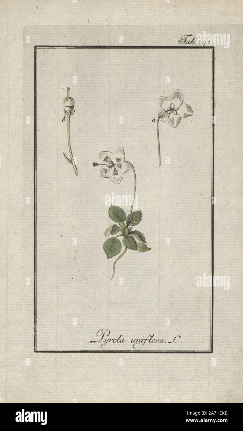 One-flowered wintergreen, Moneses uniflora. Handcoloured copperplate botanical engraving from Johannes Zorn's 'Afbeelding der Artseny-Gewassen,' Jan Christiaan Sepp, Amsterdam, 1796. Zorn first published his illustrated medical botany in Nurnberg in 1780 with 500 plates, and a Dutch edition followed in 1796 published by J.C. Sepp with an additional 100 plates. Zorn (1739-1799) was a German pharmacist and botanist who collected medical plants from all over Europe for his 'Icones plantarum medicinalium' for apothecaries and doctors. Stock Photo