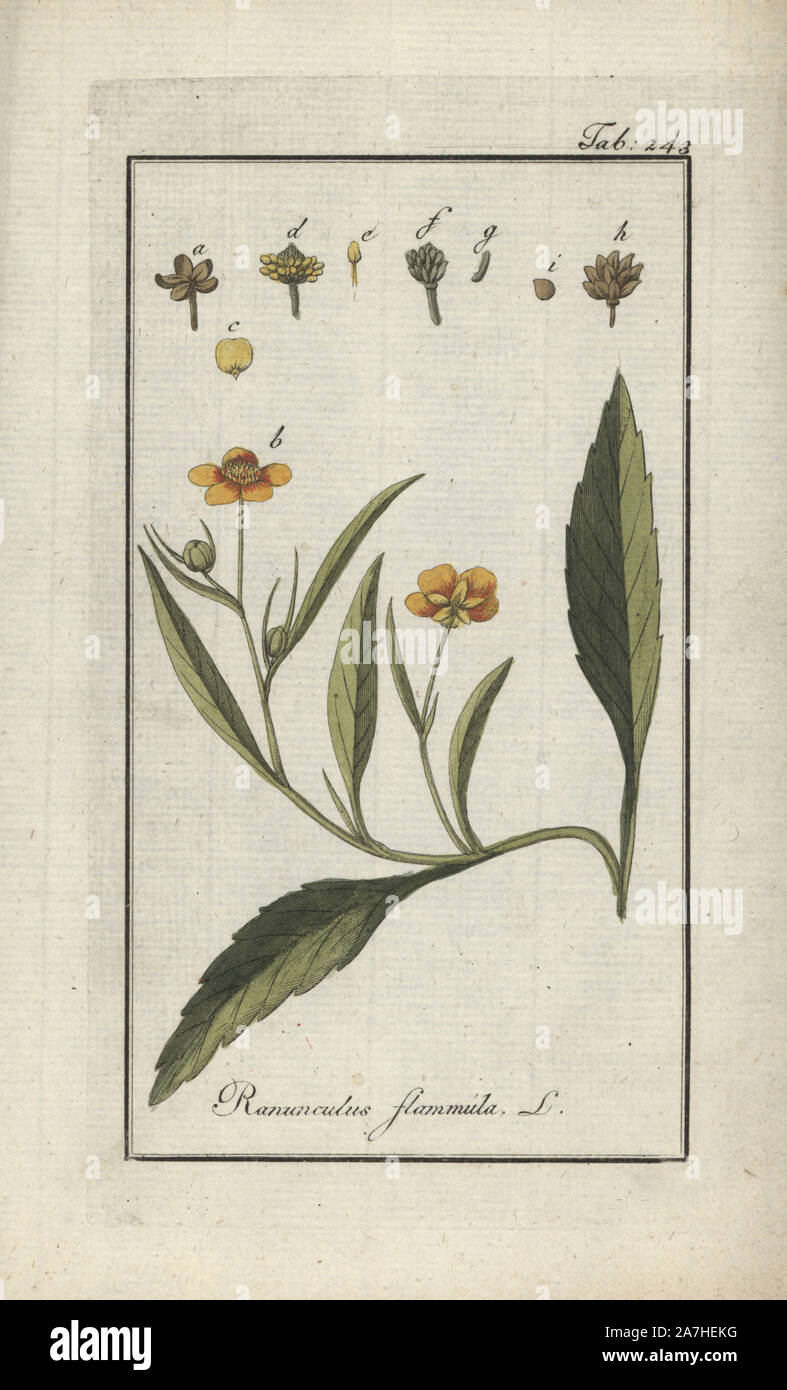 Lesser spearwort, Ranunculus flammula. Handcoloured copperplate botanical engraving from Johannes Zorn's 'Afbeelding der Artseny-Gewassen,' Jan Christiaan Sepp, Amsterdam, 1796. Zorn first published his illustrated medical botany in Nurnberg in 1780 with 500 plates, and a Dutch edition followed in 1796 published by J.C. Sepp with an additional 100 plates. Zorn (1739-1799) was a German pharmacist and botanist who collected medical plants from all over Europe for his 'Icones plantarum medicinalium' for apothecaries and doctors. Stock Photo