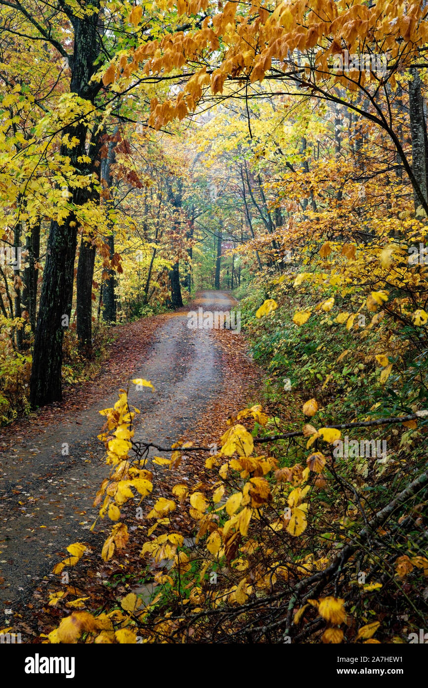 Winding road through vibrant fall foliage in Pisgah National Forest 