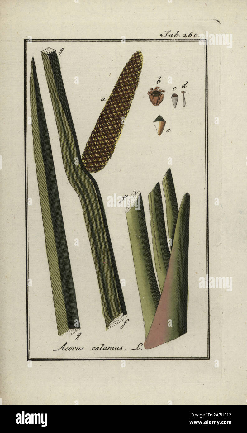 Sweet flag, Acorus calamus. Handcoloured copperplate botanical engraving from Johannes Zorn's 'Afbeelding der Artseny-Gewassen,' Jan Christiaan Sepp, Amsterdam, 1796. Zorn first published his illustrated medical botany in Nurnberg in 1780 with 500 plates, and a Dutch edition followed in 1796 published by J.C. Sepp with an additional 100 plates. Zorn (1739-1799) was a German pharmacist and botanist who collected medical plants from all over Europe for his 'Icones plantarum medicinalium' for apothecaries and doctors. Stock Photo