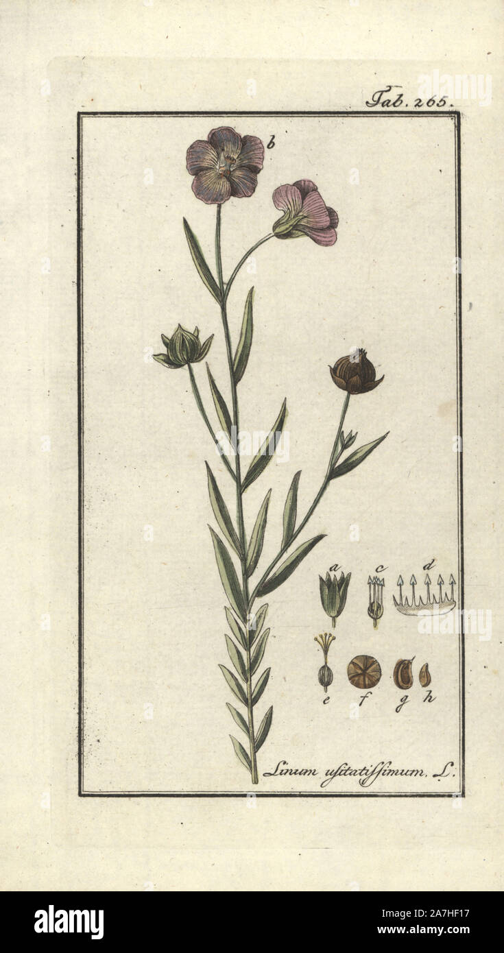 Linseed / Flax (Linum usitatissimum), The Beautiful, European wild plants