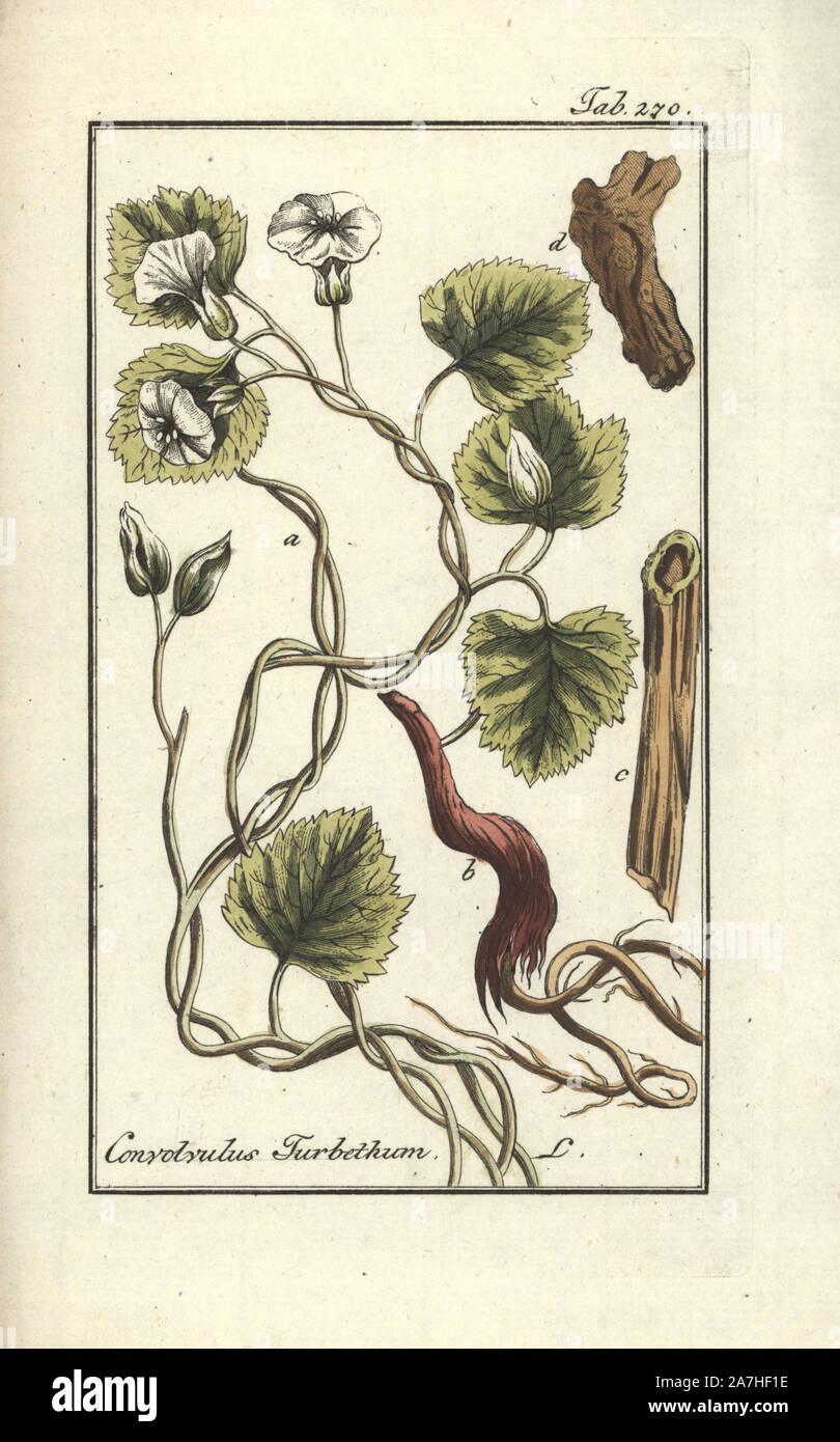 Turpeth, Operculina turpethum. Handcoloured copperplate botanical engraving from Johannes Zorn's "Afbeelding der Artseny-Gewassen," Jan Christiaan Sepp, Amsterdam, 1796. Zorn first published his illustrated medical botany in Nurnberg in 1780 with 500 plates, and a Dutch edition followed in 1796 published by J.C. Sepp with an additional 100 plates. Zorn (1739-1799) was a German pharmacist and botanist who collected medical plants from all over Europe for his "Icones plantarum medicinalium" for apothecaries and doctors. Stock Photo