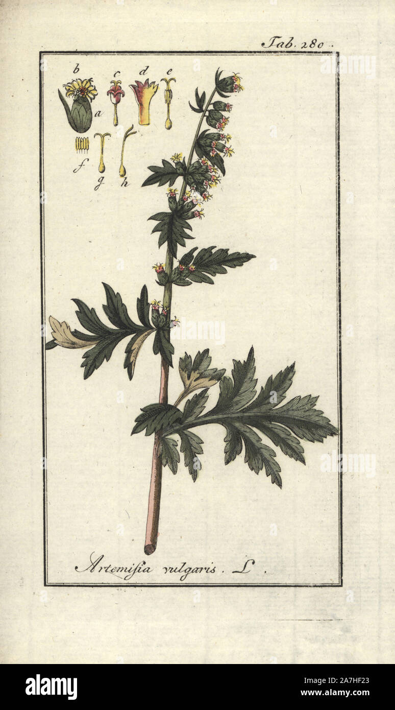 Mugwort, Artemisia vulgaris. Handcoloured copperplate botanical engraving from Johannes Zorn's 'Afbeelding der Artseny-Gewassen,' Jan Christiaan Sepp, Amsterdam, 1796. Zorn first published his illustrated medical botany in Nurnberg in 1780 with 500 plates, and a Dutch edition followed in 1796 published by J.C. Sepp with an additional 100 plates. Zorn (1739-1799) was a German pharmacist and botanist who collected medical plants from all over Europe for his 'Icones plantarum medicinalium' for apothecaries and doctors. Stock Photo
