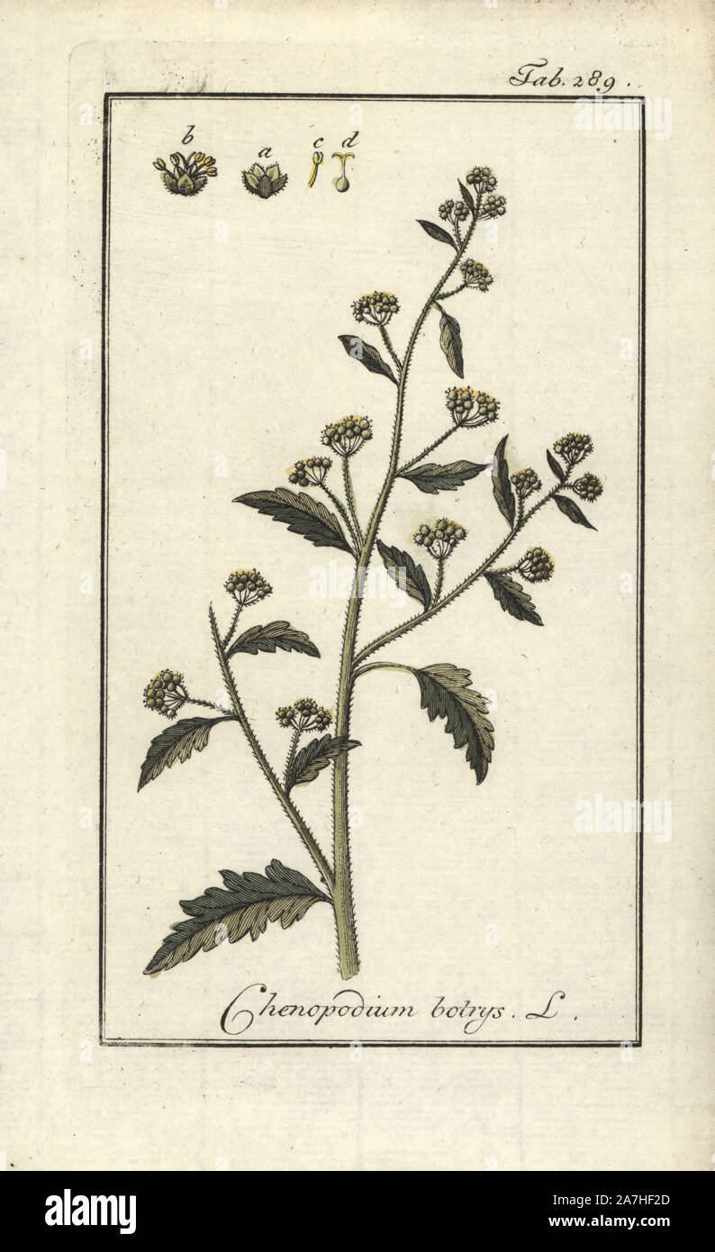 Jerusalem Oak Goosefoot, Dysphania botrys. Handcoloured copperplate botanical engraving from Johannes Zorn's 'Afbeelding der Artseny-Gewassen,' Jan Christiaan Sepp, Amsterdam, 1796. Zorn first published his illustrated medical botany in Nurnberg in 1780 with 500 plates, and a Dutch edition followed in 1796 published by J.C. Sepp with an additional 100 plates. Zorn (1739-1799) was a German pharmacist and botanist who collected medical plants from all over Europe for his 'Icones plantarum medicinalium' for apothecaries and doctors. Stock Photo