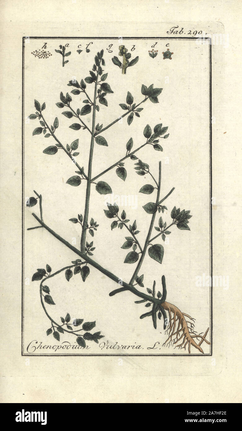 Stinking goosefoot, Chenopodium vulvaria. Handcoloured copperplate botanical engraving from Johannes Zorn's 'Afbeelding der Artseny-Gewassen,' Jan Christiaan Sepp, Amsterdam, 1796. Zorn first published his illustrated medical botany in Nurnberg in 1780 with 500 plates, and a Dutch edition followed in 1796 published by J.C. Sepp with an additional 100 plates. Zorn (1739-1799) was a German pharmacist and botanist who collected medical plants from all over Europe for his 'Icones plantarum medicinalium' for apothecaries and doctors. Stock Photo