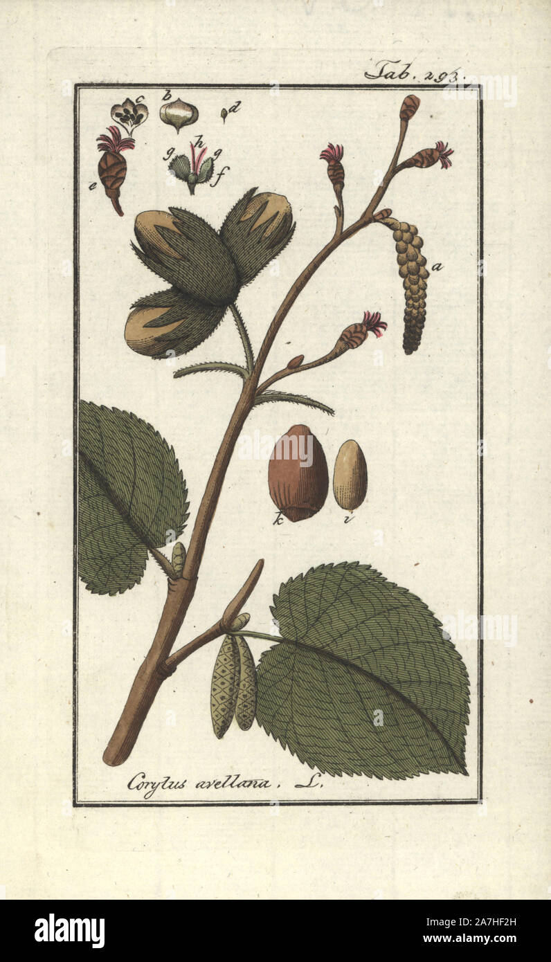 Hazel tree, Corylus avellana, with hazelnuts and catkins. Handcoloured copperplate botanical engraving from Johannes Zorn's 'Afbeelding der Artseny-Gewassen,' Jan Christiaan Sepp, Amsterdam, 1796. Zorn first published his illustrated medical botany in Nurnberg in 1780 with 500 plates, and a Dutch edition followed in 1796 published by J.C. Sepp with an additional 100 plates. Zorn (1739-1799) was a German pharmacist and botanist who collected medical plants from all over Europe for his 'Icones plantarum medicinalium' for apothecaries and doctors. Stock Photo