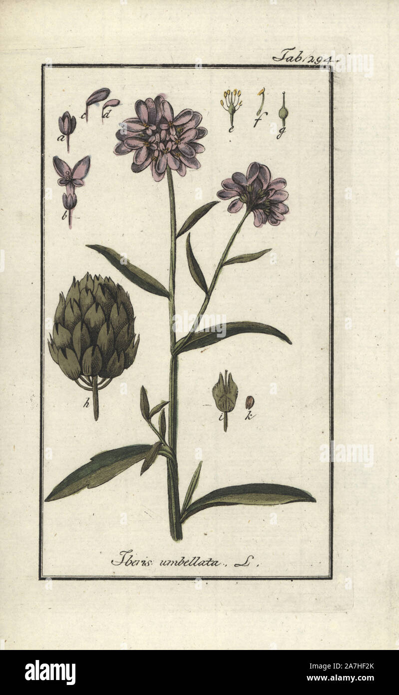 Globe candytuft, Iberis umbellata. Handcoloured copperplate botanical engraving from Johannes Zorn's 'Afbeelding der Artseny-Gewassen,' Jan Christiaan Sepp, Amsterdam, 1796. Zorn first published his illustrated medical botany in Nurnberg in 1780 with 500 plates, and a Dutch edition followed in 1796 published by J.C. Sepp with an additional 100 plates. Zorn (1739-1799) was a German pharmacist and botanist who collected medical plants from all over Europe for his 'Icones plantarum medicinalium' for apothecaries and doctors. Stock Photo