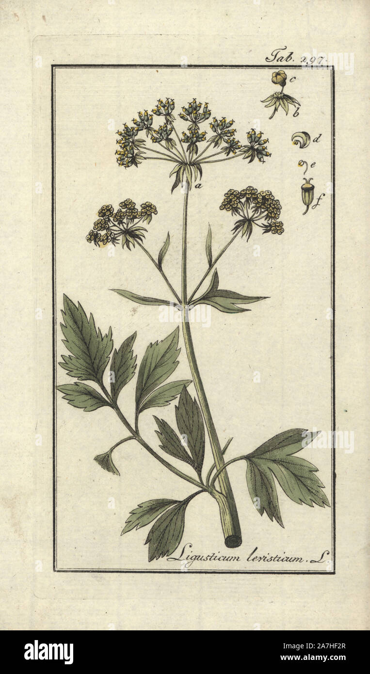Lovage, Ligusticum levisticum. Handcoloured copperplate botanical engraving from Johannes Zorn's 'Afbeelding der Artseny-Gewassen,' Jan Christiaan Sepp, Amsterdam, 1796. Zorn first published his illustrated medical botany in Nurnberg in 1780 with 500 plates, and a Dutch edition followed in 1796 published by J.C. Sepp with an additional 100 plates. Zorn (1739-1799) was a German pharmacist and botanist who collected medical plants from all over Europe for his 'Icones plantarum medicinalium' for apothecaries and doctors. Stock Photo