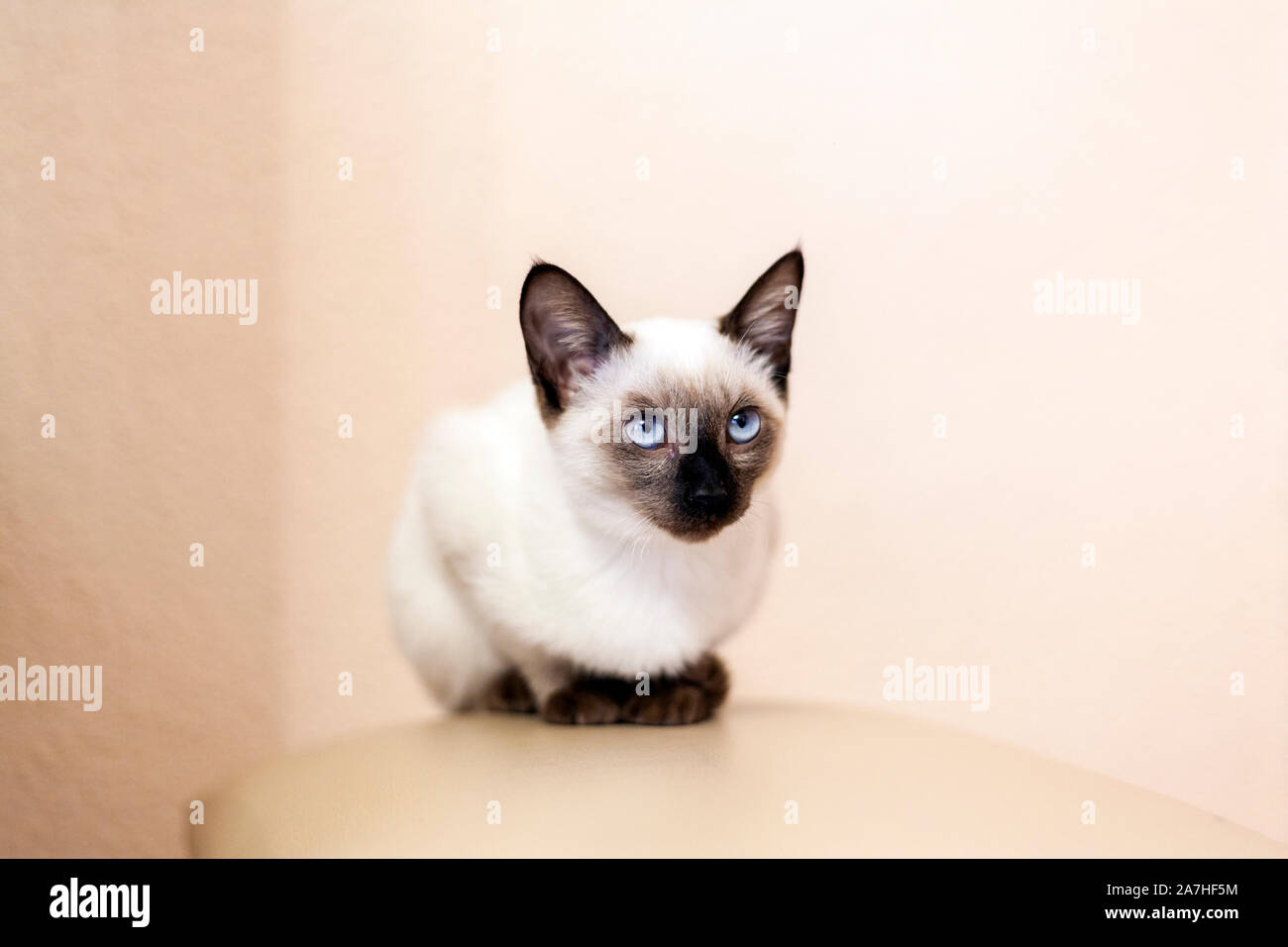 Pet Shop Cat High Resolution Stock Photography And Images Alamy