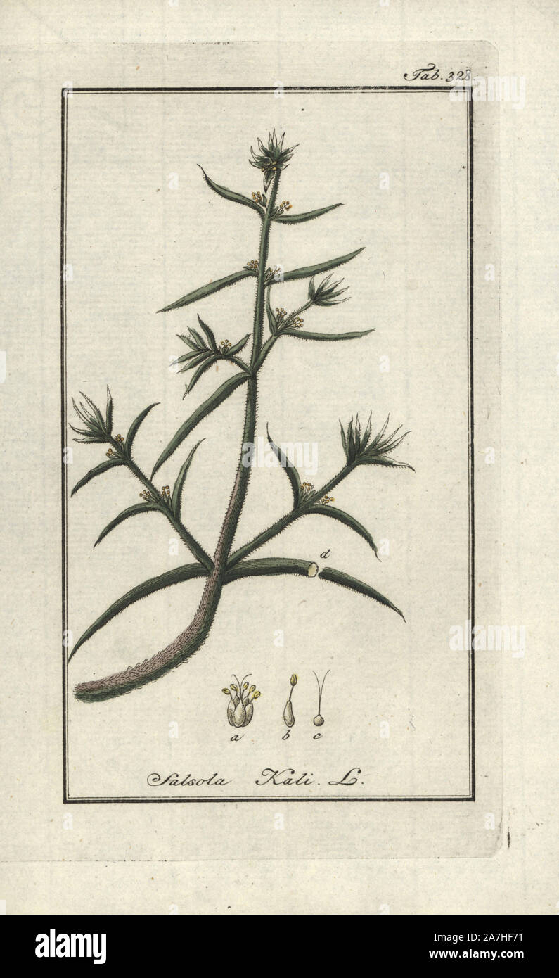 Russian thistle, Salsola kali. Handcoloured copperplate botanical engraving from Johannes Zorn's 'Afbeelding der Artseny-Gewassen,' Jan Christiaan Sepp, Amsterdam, 1796. Zorn first published his illustrated medical botany in Nurnberg in 1780 with 500 plates, and a Dutch edition followed in 1796 published by J.C. Sepp with an additional 100 plates. Zorn (1739-1799) was a German pharmacist and botanist who collected medical plants from all over Europe for his 'Icones plantarum medicinalium' for apothecaries and doctors. Stock Photo