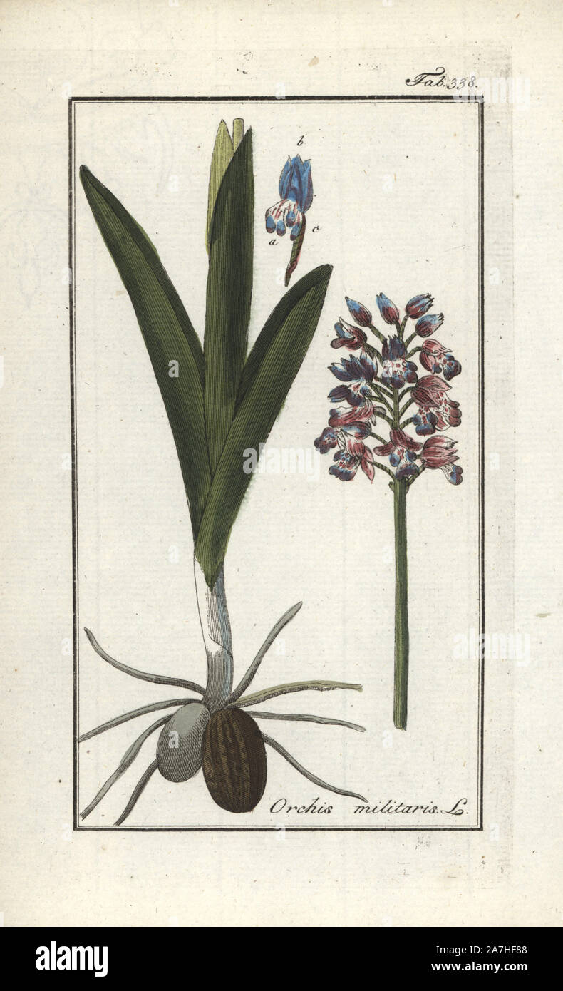 Military orchid, Orchis militaris. Handcoloured copperplate botanical engraving from Johannes Zorn's 'Afbeelding der Artseny-Gewassen,' Jan Christiaan Sepp, Amsterdam, 1796. Zorn first published his illustrated medical botany in Nurnberg in 1780 with 500 plates, and a Dutch edition followed in 1796 published by J.C. Sepp with an additional 100 plates. Zorn (1739-1799) was a German pharmacist and botanist who collected medical plants from all over Europe for his 'Icones plantarum medicinalium' for apothecaries and doctors. Stock Photo
