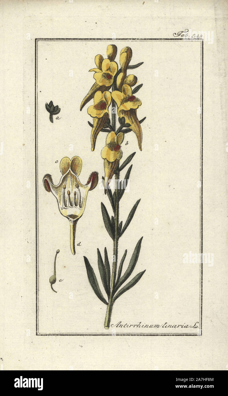 Toadflax, Linaria vulgaris. Handcoloured copperplate botanical engraving from Johannes Zorn's 'Afbeelding der Artseny-Gewassen,' Jan Christiaan Sepp, Amsterdam, 1796. Zorn first published his illustrated medical botany in Nurnberg in 1780 with 500 plates, and a Dutch edition followed in 1796 published by J.C. Sepp with an additional 100 plates. Zorn (1739-1799) was a German pharmacist and botanist who collected medical plants from all over Europe for his 'Icones plantarum medicinalium' for apothecaries and doctors. Stock Photo
