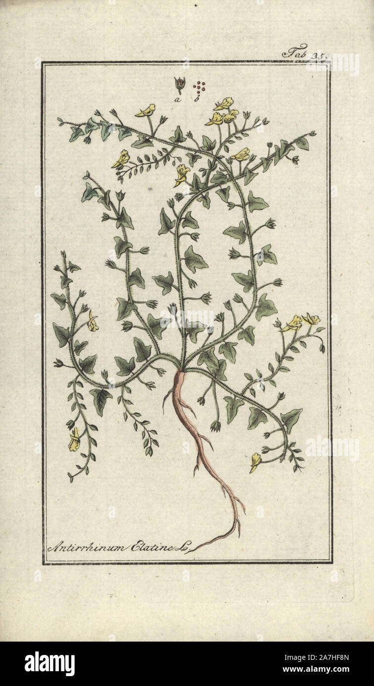 Sharpleaf cancerwort, Kickxia elatine. Handcoloured copperplate botanical engraving from Johannes Zorn's 'Afbeelding der Artseny-Gewassen,' Jan Christiaan Sepp, Amsterdam, 1796. Zorn first published his illustrated medical botany in Nurnberg in 1780 with 500 plates, and a Dutch edition followed in 1796 published by J.C. Sepp with an additional 100 plates. Zorn (1739-1799) was a German pharmacist and botanist who collected medical plants from all over Europe for his 'Icones plantarum medicinalium' for apothecaries and doctors. Stock Photo