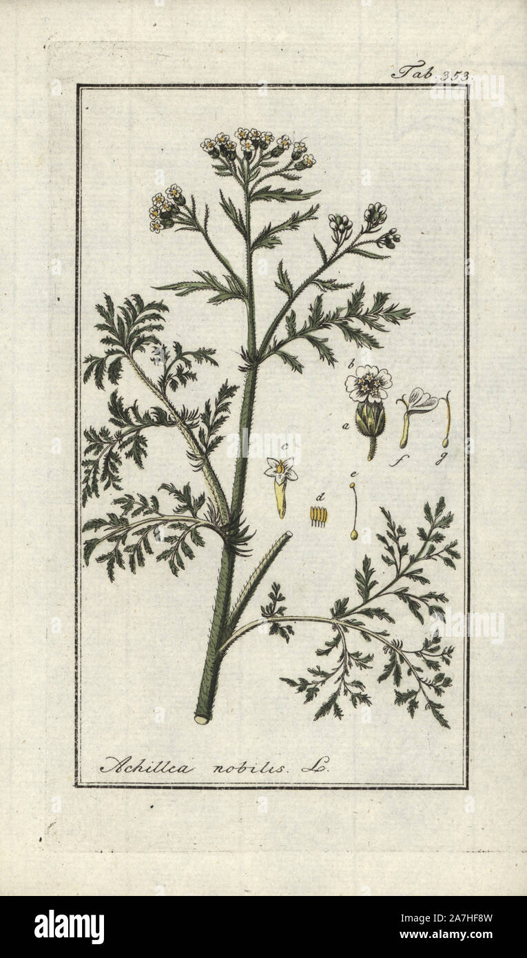 Noble yarrow, Achillea nobilis. Handcoloured copperplate botanical engraving from Johannes Zorn's 'Afbeelding der Artseny-Gewassen,' Jan Christiaan Sepp, Amsterdam, 1796. Zorn first published his illustrated medical botany in Nurnberg in 1780 with 500 plates, and a Dutch edition followed in 1796 published by J.C. Sepp with an additional 100 plates. Zorn (1739-1799) was a German pharmacist and botanist who collected medical plants from all over Europe for his 'Icones plantarum medicinalium' for apothecaries and doctors. Stock Photo