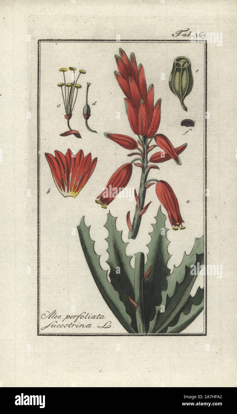 Aloe Aloe Succotrina Stock Photos Aloe Aloe Succotrina Stock