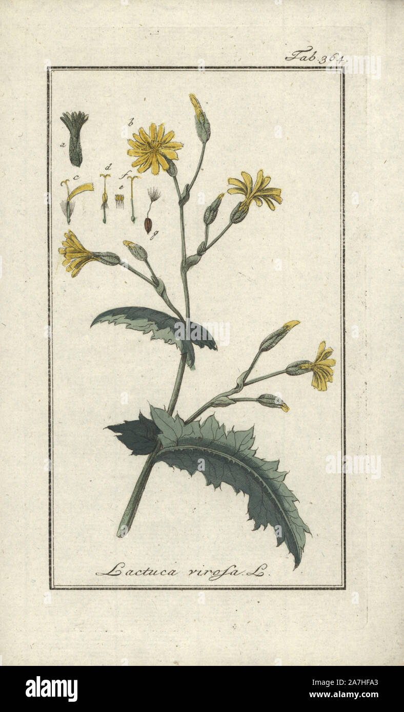 Wild lettuce, Lactuca virosa. Handcoloured copperplate botanical engraving from Johannes Zorn's 'Afbeelding der Artseny-Gewassen,' Jan Christiaan Sepp, Amsterdam, 1796. Zorn first published his illustrated medical botany in Nurnberg in 1780 with 500 plates, and a Dutch edition followed in 1796 published by J.C. Sepp with an additional 100 plates. Zorn (1739-1799) was a German pharmacist and botanist who collected medical plants from all over Europe for his 'Icones plantarum medicinalium' for apothecaries and doctors. Stock Photo