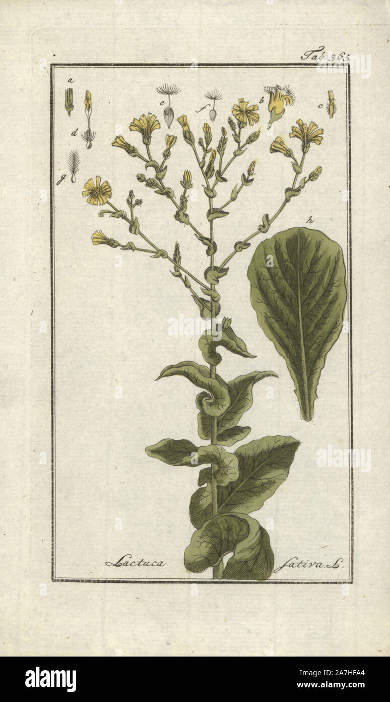 Lettuce, Lactuca sativa. Handcoloured copperplate botanical engraving from Johannes Zorn's 'Afbeelding der Artseny-Gewassen,' Jan Christiaan Sepp, Amsterdam, 1796. Zorn first published his illustrated medical botany in Nurnberg in 1780 with 500 plates, and a Dutch edition followed in 1796 published by J.C. Sepp with an additional 100 plates. Zorn (1739-1799) was a German pharmacist and botanist who collected medical plants from all over Europe for his 'Icones plantarum medicinalium' for apothecaries and doctors. Stock Photo