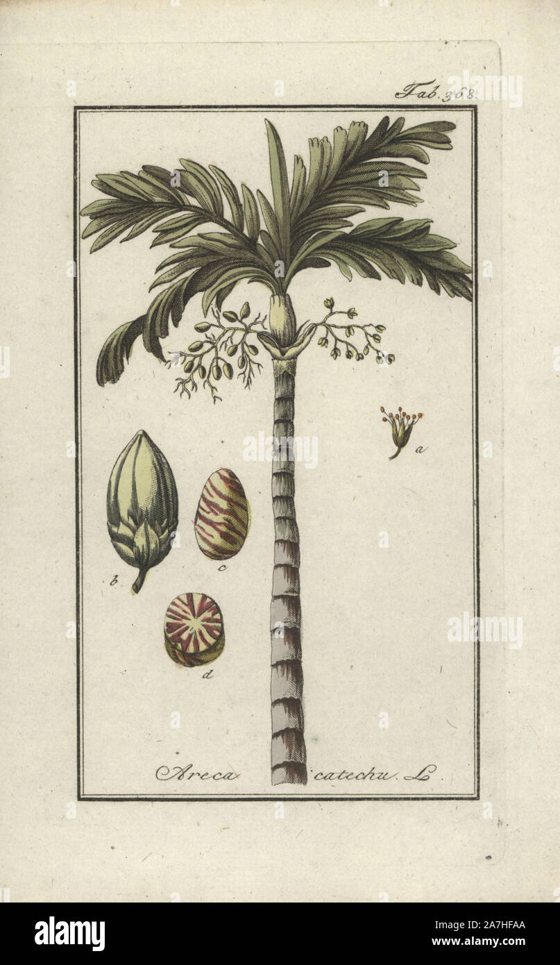 Areca nut palm tree, Areca catechu. Handcoloured copperplate botanical engraving from Johannes Zorn's 'Afbeelding der Artseny-Gewassen,' Jan Christiaan Sepp, Amsterdam, 1796. Zorn first published his illustrated medical botany in Nurnberg in 1780 with 500 plates, and a Dutch edition followed in 1796 published by J.C. Sepp with an additional 100 plates. Zorn (1739-1799) was a German pharmacist and botanist who collected medical plants from all over Europe for his 'Icones plantarum medicinalium' for apothecaries and doctors. Stock Photo