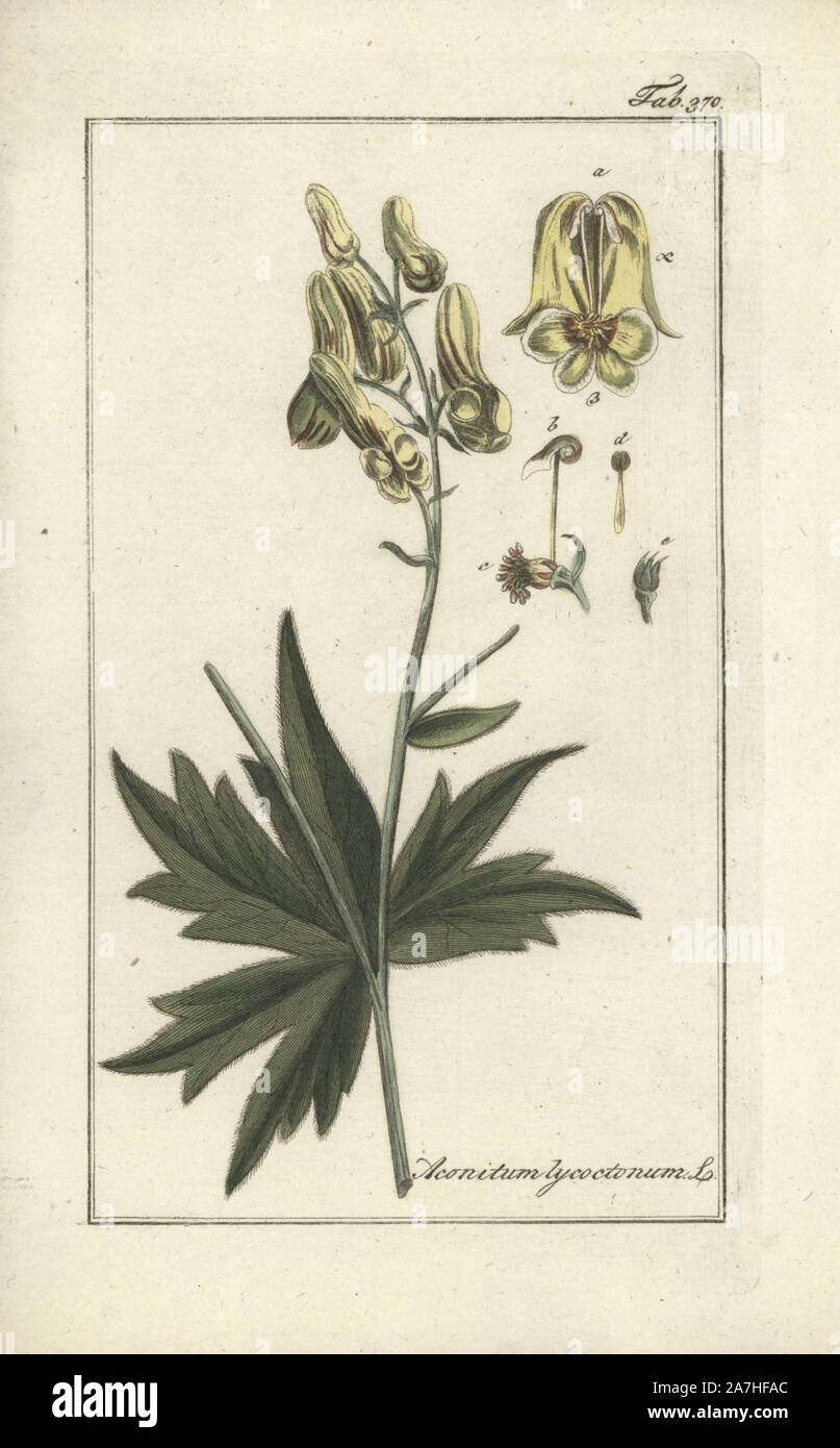 Wolfsbane, Aconitum lycoctonum. Handcoloured copperplate botanical engraving from Johannes Zorn's 'Afbeelding der Artseny-Gewassen,' Jan Christiaan Sepp, Amsterdam, 1796. Zorn first published his illustrated medical botany in Nurnberg in 1780 with 500 plates, and a Dutch edition followed in 1796 published by J.C. Sepp with an additional 100 plates. Zorn (1739-1799) was a German pharmacist and botanist who collected medical plants from all over Europe for his 'Icones plantarum medicinalium' for apothecaries and doctors. Stock Photo