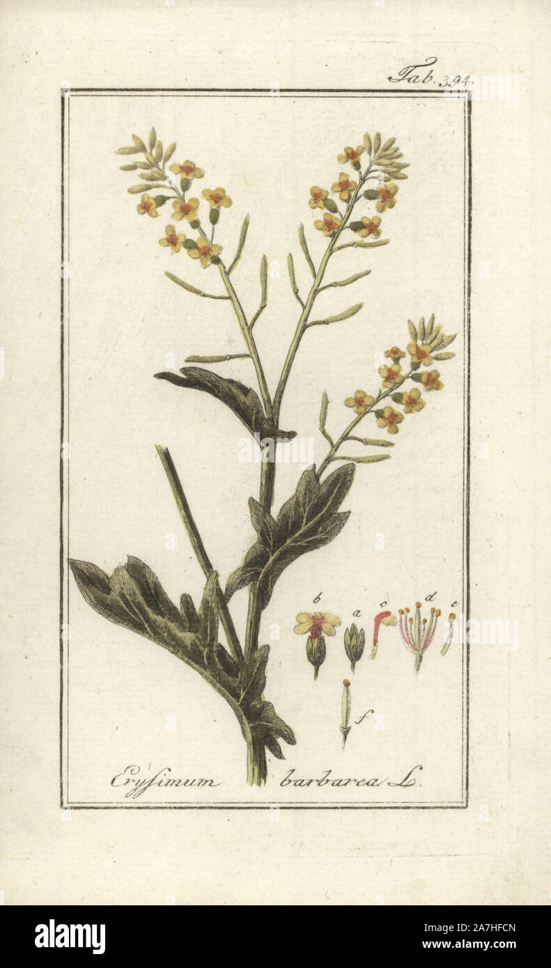 Bittercress, Barbarea vulgaris. Handcoloured copperplate botanical engraving from Johannes Zorn's 'Afbeelding der Artseny-Gewassen,' Jan Christiaan Sepp, Amsterdam, 1796. Zorn first published his illustrated medical botany in Nurnberg in 1780 with 500 plates, and a Dutch edition followed in 1796 published by J.C. Sepp with an additional 100 plates. Zorn (1739-1799) was a German pharmacist and botanist who collected medical plants from all over Europe for his 'Icones plantarum medicinalium' for apothecaries and doctors. Stock Photo