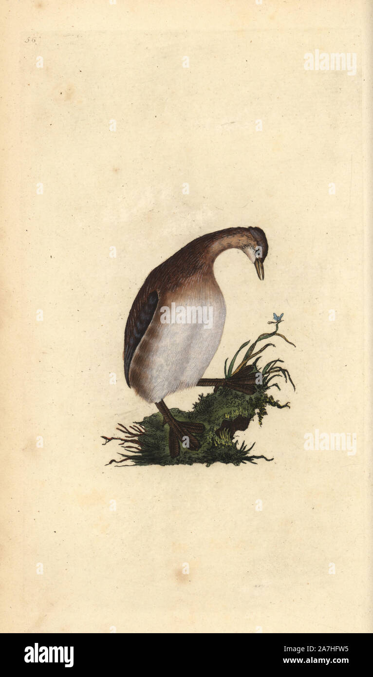 Little grebe, Tachybaptus ruficollis. Handcoloured copperplate drawn and engraved by Edward Donovan from his own 'Natural History of British Birds,' London, 1794-1819. Edward Donovan (1768-1837) was an Anglo-Irish amateur zoologist, writer, artist and engraver. He wrote and illustrated a series of volumes on birds, fish, shells and insects, opened his own museum of natural history in London, but later he fell on hard times and died penniless. Stock Photo