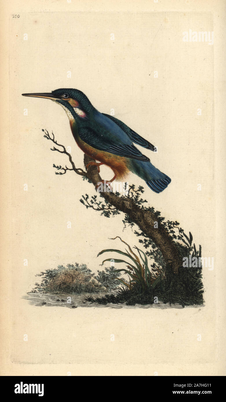 Common kingfisher, Alcedo atthis. Handcoloured copperplate drawn and engraved by Edward Donovan from his own 'Natural History of British Birds,' London, 1794-1819. Edward Donovan (1768-1837) was an Anglo-Irish amateur zoologist, writer, artist and engraver. He wrote and illustrated a series of volumes on birds, fish, shells and insects, opened his own museum of natural history in London, but later he fell on hard times and died penniless. Stock Photo