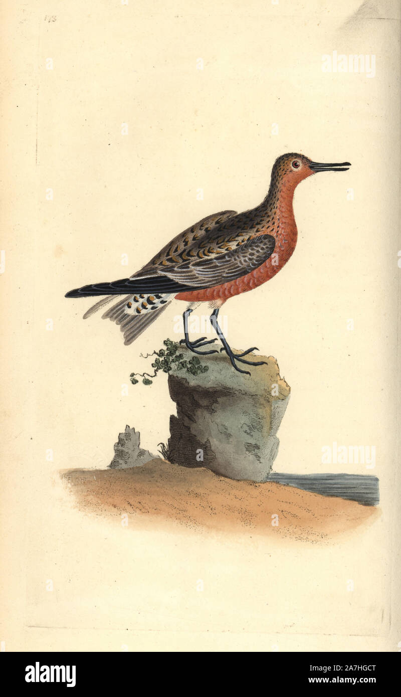 Red knot, Calidris canutus. Handcoloured copperplate drawn and engraved by Edward Donovan from his own 'Natural History of British Birds,' London, 1794-1819. Edward Donovan (1768-1837) was an Anglo-Irish amateur zoologist, writer, artist and engraver. He wrote and illustrated a series of volumes on birds, fish, shells and insects, opened his own museum of natural history in London, but later he fell on hard times and died penniless. Stock Photo