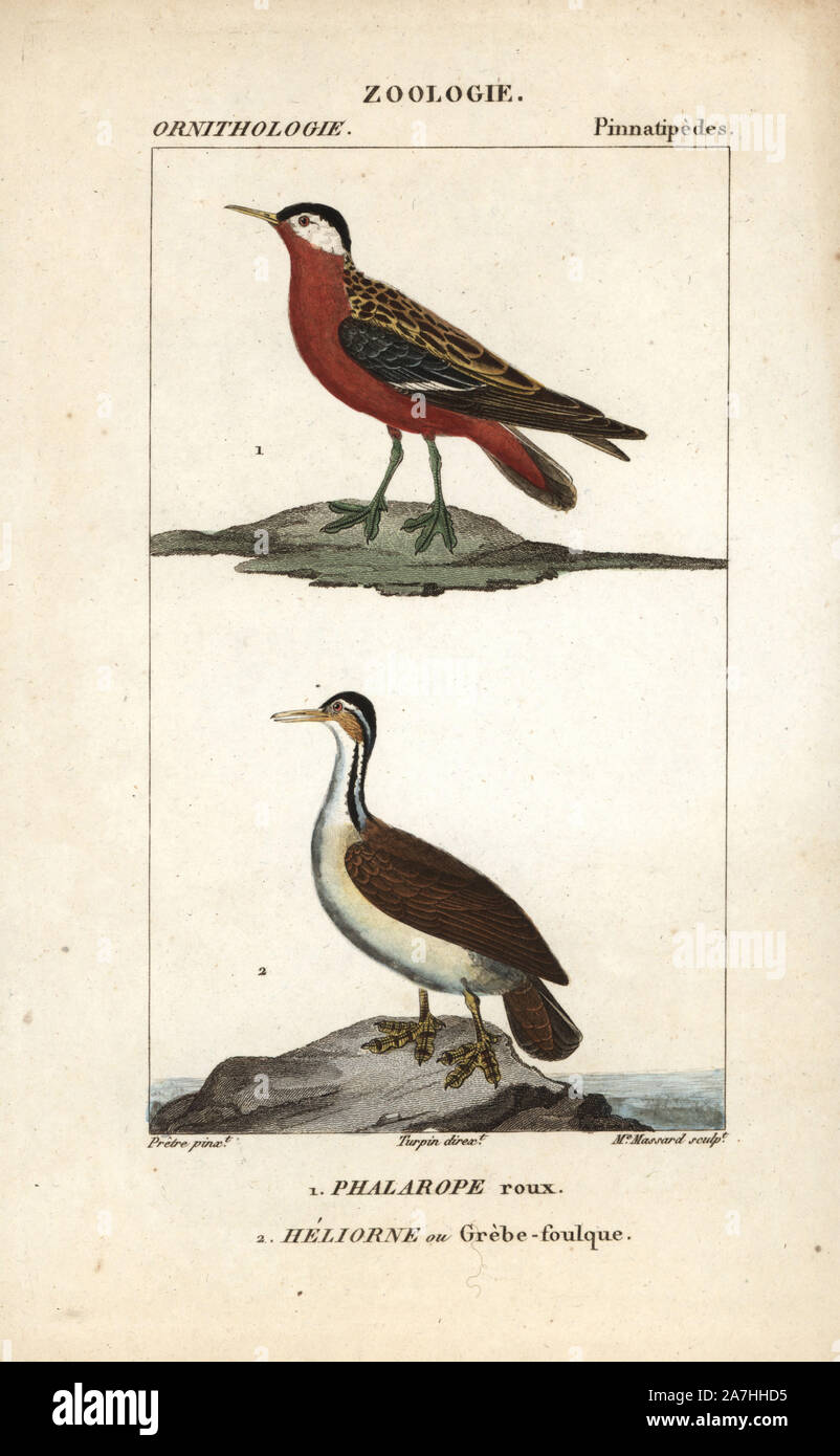 Red phalarope, Phalaropus fulicarius, and sungrebe or American finfoot, Heliornis fulica. Handcoloured copperplate stipple engraving by Madame Massard after Jean Gabriel Pretre from Dumont de Sainte-Croix's 'Dictionary of Natural Science: Ornithology,' Paris, France, 1816-1830. Illustration by J. G. Pretre, engraved by Madame Massard, directed by Pierre Jean-Francois Turpin, and published by F.G. Levrault. Jean Gabriel Pretre (17801845) was painter of natural history at Empress Josephine's zoo and later became artist to the Museum of Natural History. Turpin (1775-1840) is considered one of th Stock Photo