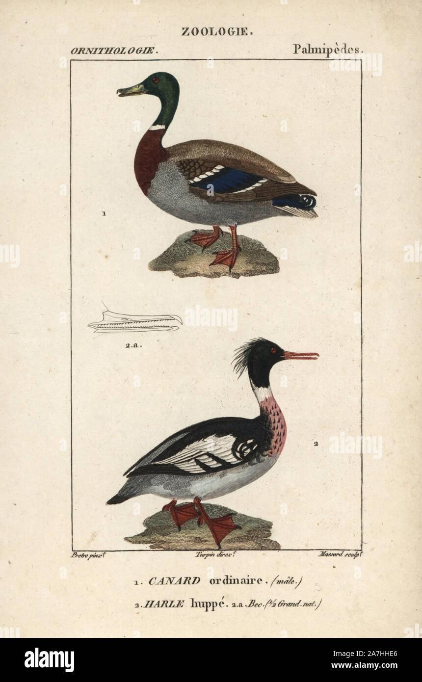 Mallard duck, Anas platyrhynchos, and red-breasted merganser, Mergus  serrator. Handcoloured copperplate stipple engraving from Dumont de  Sainte-Croix's "Dictionary of Natural Science: Ornithology," Paris, France,  1816-1830. Illustration by J. G. Pretre ...
