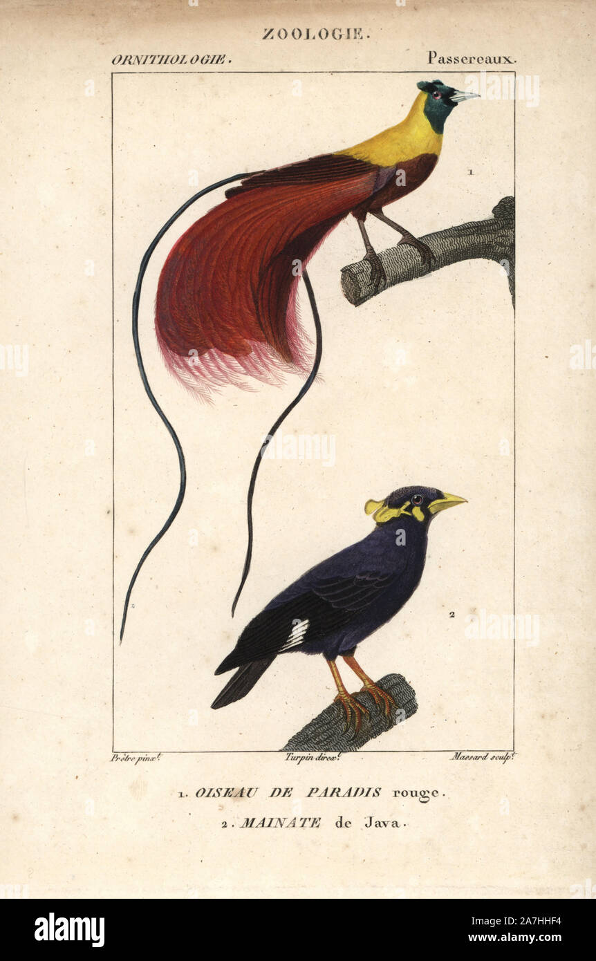 Red bird-of-paradise, Paradisaea rubra (near threatened), and Nias Hill myna, Gracula robusta. Handcoloured copperplate stipple engraving from Dumont de Sainte-Croix's 'Dictionary of Natural Science: Ornithology,' Paris, France, 1816-1830. Illustration by J. G. Pretre, engraved by Massard, directed by Pierre Jean-Francois Turpin, and published by F.G. Levrault. Jean Gabriel Pretre (17801845) was painter of natural history at Empress Josephine's zoo and later became artist to the Museum of Natural History. Turpin (1775-1840) is considered one of the greatest French botanical illustrators of th Stock Photo