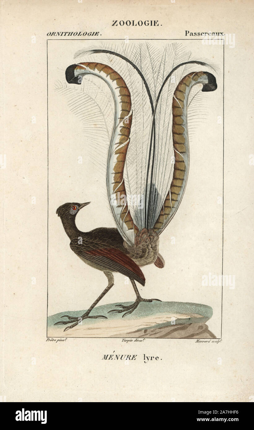 Superb lyrebird, Menura novaehollandiae. Handcoloured copperplate stipple engraving from Dumont de Sainte-Croix's 'Dictionary of Natural Science: Ornithology,' Paris, France, 1816-1830. Illustration by J. G. Pretre, engraved by Massard, directed by Pierre Jean-Francois Turpin, and published by F.G. Levrault. Jean Gabriel Pretre (17801845) was painter of natural history at Empress Josephine's zoo and later became artist to the Museum of Natural History. Turpin (1775-1840) is considered one of the greatest French botanical illustrators of the 19th century. Stock Photo