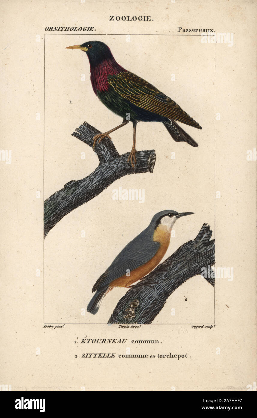 Starling, Sturnus vulgaris, and nuthatch, Sitta europaea. Handcoloured copperplate stipple engraving from Dumont de Sainte-Croix's 'Dictionary of Natural Science: Ornithology,' Paris, France, 1816-1830. Illustration by J. G. Pretre, engraved by David, directed by Pierre Jean-Francois Turpin, and published by F.G. Levrault. Jean Gabriel Pretre (17801845) was painter of natural history at Empress Josephine's zoo and later became artist to the Museum of Natural History. Turpin (1775-1840) is considered one of the greatest French botanical illustrators of the 19th century. Stock Photo