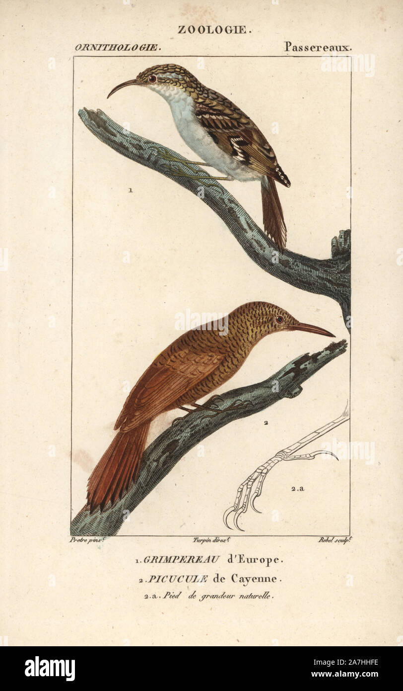 Eurasian treecreeper, Certhia familiaris, and Amazonian barred woodcreeper, Dendrocolaptes certhia. Handcoloured copperplate stipple engraving from Dumont de Sainte-Croix's 'Dictionary of Natural Science: Ornithology,' Paris, France, 1816-1830. Illustration by J. G. Pretre, engraved by Boure, directed by Pierre Jean-Francois Turpin, and published by F.G. Levrault. Jean Gabriel Pretre (17801845) was painter of natural history at Empress Josephine's zoo and later became artist to the Museum of Natural History. Turpin (1775-1840) is considered one of the greatest French botanical illustrators of Stock Photo