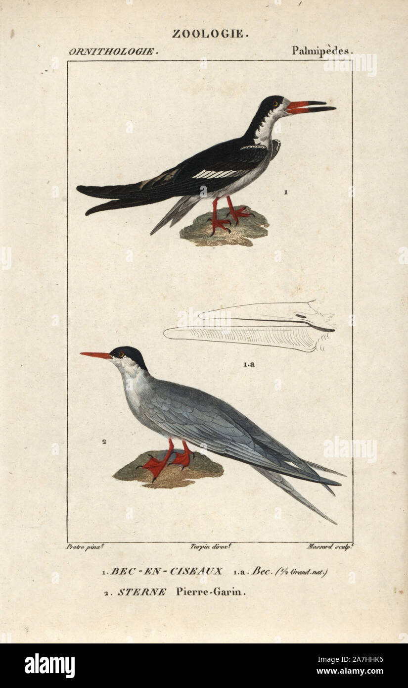 Black skimmer, Rynchops niger, and common tern, Sterna hirundo.  Handcoloured copperplate stipple engraving from Dumont de Sainte-Croix's  "Dictionary of Natural Science: Ornithology," Paris, France, 1816-1830.  Illustration by J. G. Pretre, engraved by