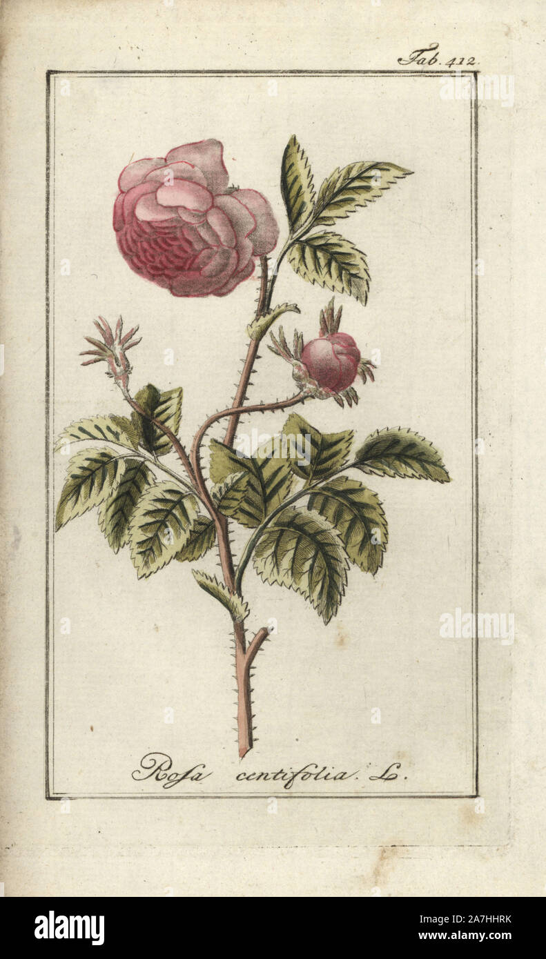 Cabbage rose, Rosa centifolia. Handcoloured copperplate botanical engraving from Johannes Zorn's 'Afbeelding der Artseny-Gewassen,' Jan Christiaan Sepp, Amsterdam, 1796. Zorn first published his illustrated medical botany in Nurnberg in 1780 with 500 plates, and a Dutch edition followed in 1796 published by J.C. Sepp with an additional 100 plates. Zorn (1739-1799) was a German pharmacist and botanist who collected medical plants from all over Europe for his 'Icones plantarum medicinalium' for apothecaries and doctors. Stock Photo