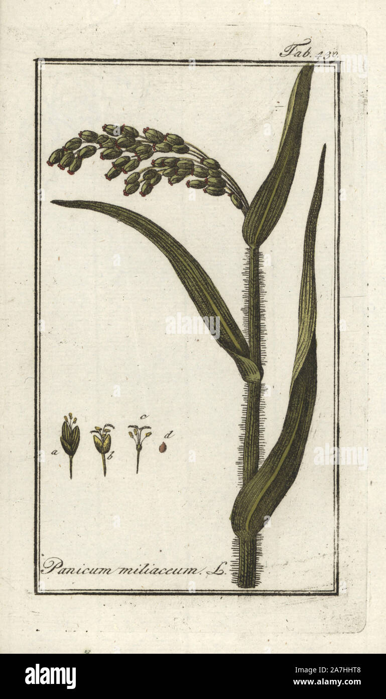 German millet hires stock photography and images Alamy