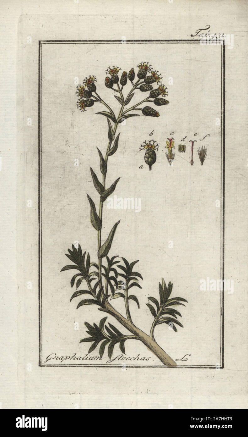Shrubby everlasting, Helichrysum stoechas. Handcoloured copperplate botanical engraving from Johannes Zorn's 'Afbeelding der Artseny-Gewassen,' Jan Christiaan Sepp, Amsterdam, 1796. Zorn first published his illustrated medical botany in Nurnberg in 1780 with 500 plates, and a Dutch edition followed in 1796 published by J.C. Sepp with an additional 100 plates. Zorn (1739-1799) was a German pharmacist and botanist who collected medical plants from all over Europe for his 'Icones plantarum medicinalium' for apothecaries and doctors. Stock Photo