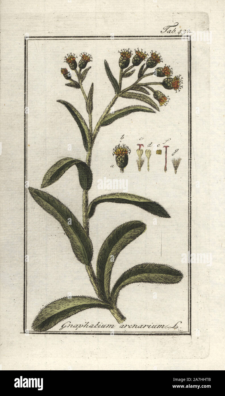 Dwarf everlasting, Helichrysum arenarium. Handcoloured copperplate botanical engraving from Johannes Zorn's 'Afbeelding der Artseny-Gewassen,' Jan Christiaan Sepp, Amsterdam, 1796. Zorn first published his illustrated medical botany in Nurnberg in 1780 with 500 plates, and a Dutch edition followed in 1796 published by J.C. Sepp with an additional 100 plates. Zorn (1739-1799) was a German pharmacist and botanist who collected medical plants from all over Europe for his 'Icones plantarum medicinalium' for apothecaries and doctors. Stock Photo