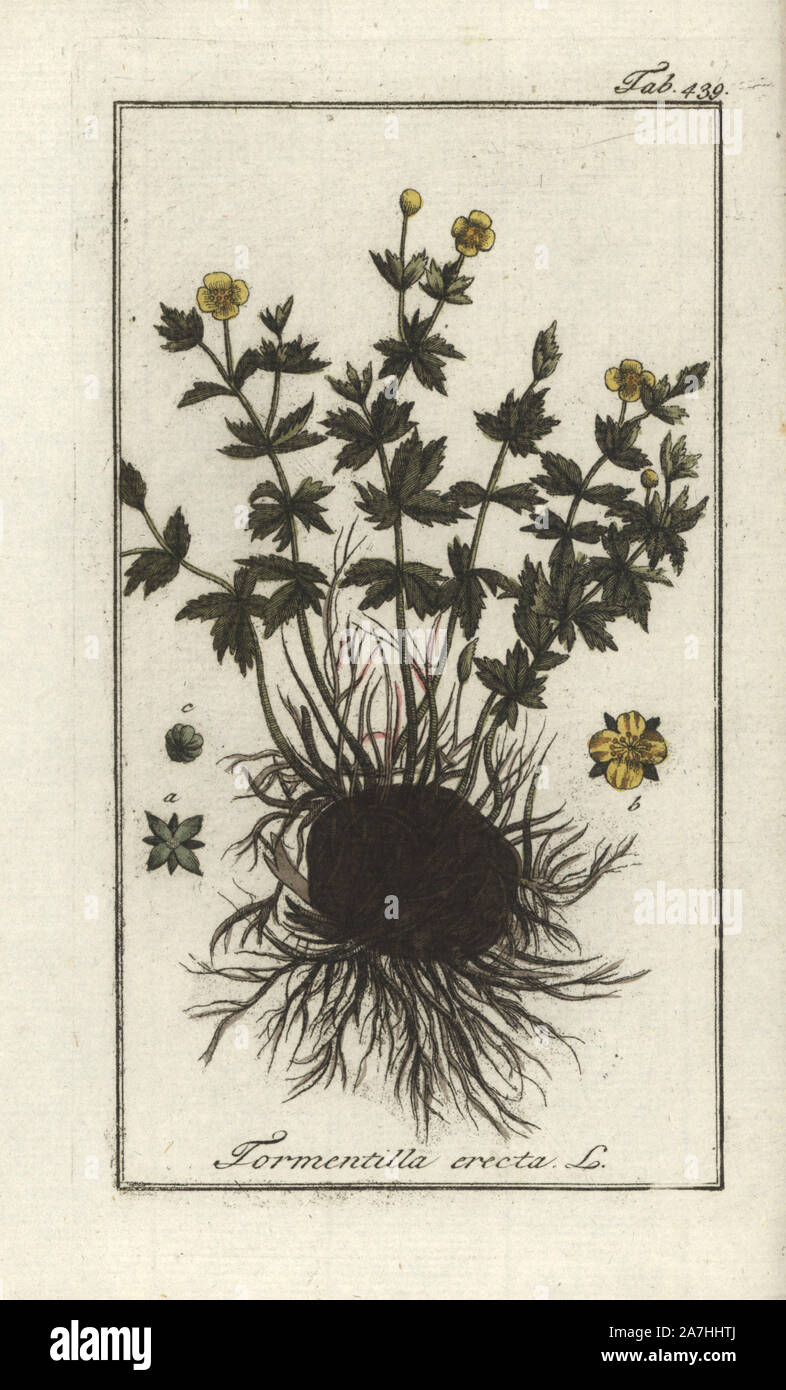 Common tormentil, Potentilla erecta. Handcoloured copperplate botanical engraving from Johannes Zorn's 'Afbeelding der Artseny-Gewassen,' Jan Christiaan Sepp, Amsterdam, 1796. Zorn first published his illustrated medical botany in Nurnberg in 1780 with 500 plates, and a Dutch edition followed in 1796 published by J.C. Sepp with an additional 100 plates. Zorn (1739-1799) was a German pharmacist and botanist who collected medical plants from all over Europe for his 'Icones plantarum medicinalium' for apothecaries and doctors. Stock Photo