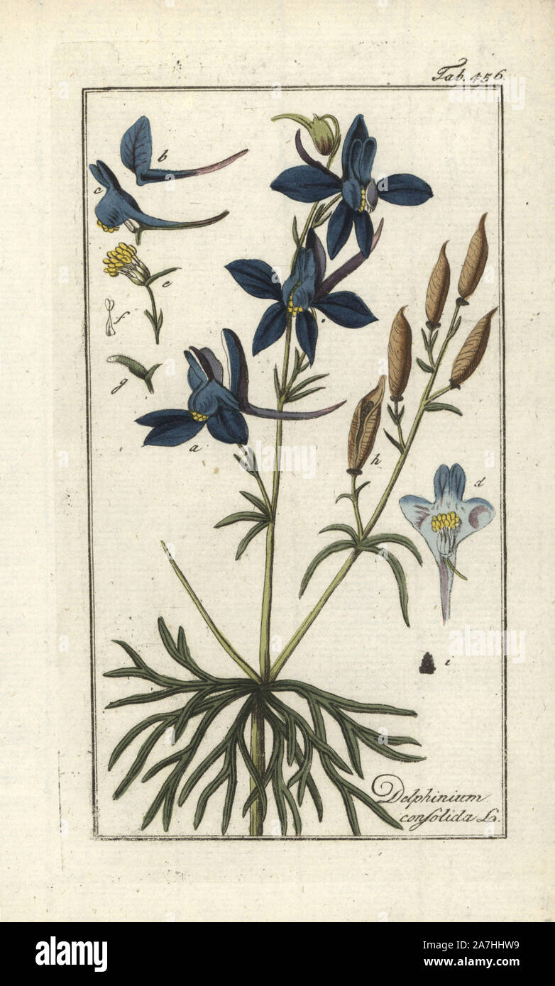 Royal knight's-spur or forking larkspur, Delphinium consolida. Handcoloured copperplate botanical engraving from Johannes Zorn's 'Afbeelding der Artseny-Gewassen,' Jan Christiaan Sepp, Amsterdam, 1796. Zorn first published his illustrated medical botany in Nurnberg in 1780 with 500 plates, and a Dutch edition followed in 1796 published by J.C. Sepp with an additional 100 plates. Zorn (1739-1799) was a German pharmacist and botanist who collected medical plants from all over Europe for his 'Icones plantarum medicinalium' for apothecaries and doctors. Stock Photo