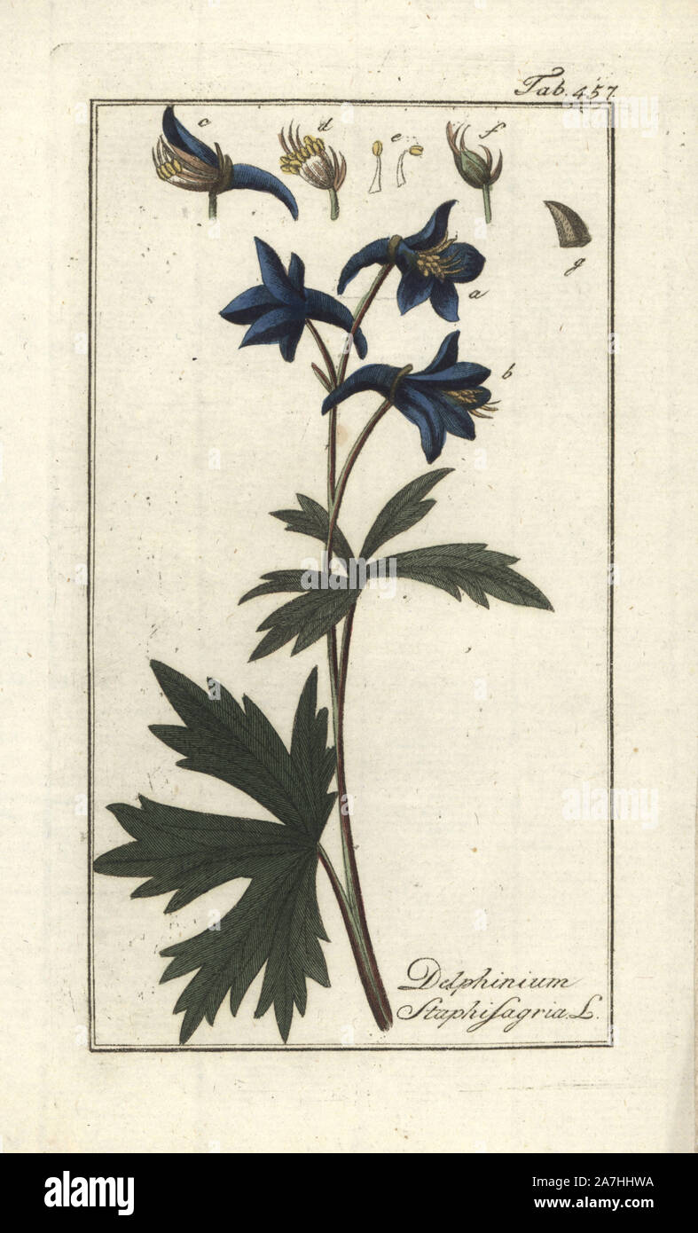 Licebane or stavesacre, Delphinium staphisagria. Handcoloured copperplate botanical engraving from Johannes Zorn's 'Afbeelding der Artseny-Gewassen,' Jan Christiaan Sepp, Amsterdam, 1796. Zorn first published his illustrated medical botany in Nurnberg in 1780 with 500 plates, and a Dutch edition followed in 1796 published by J.C. Sepp with an additional 100 plates. Zorn (1739-1799) was a German pharmacist and botanist who collected medical plants from all over Europe for his 'Icones plantarum medicinalium' for apothecaries and doctors. Stock Photo