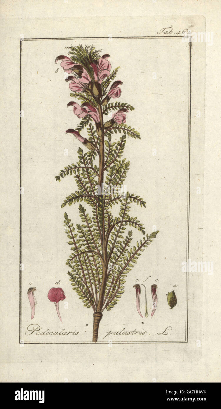 Marsh lousewort, Pedicularis palustris. Handcoloured copperplate botanical engraving from Johannes Zorn's 'Afbeelding der Artseny-Gewassen,' Jan Christiaan Sepp, Amsterdam, 1796. Zorn first published his illustrated medical botany in Nurnberg in 1780 with 500 plates, and a Dutch edition followed in 1796 published by J.C. Sepp with an additional 100 plates. Zorn (1739-1799) was a German pharmacist and botanist who collected medical plants from all over Europe for his 'Icones plantarum medicinalium' for apothecaries and doctors. Stock Photo