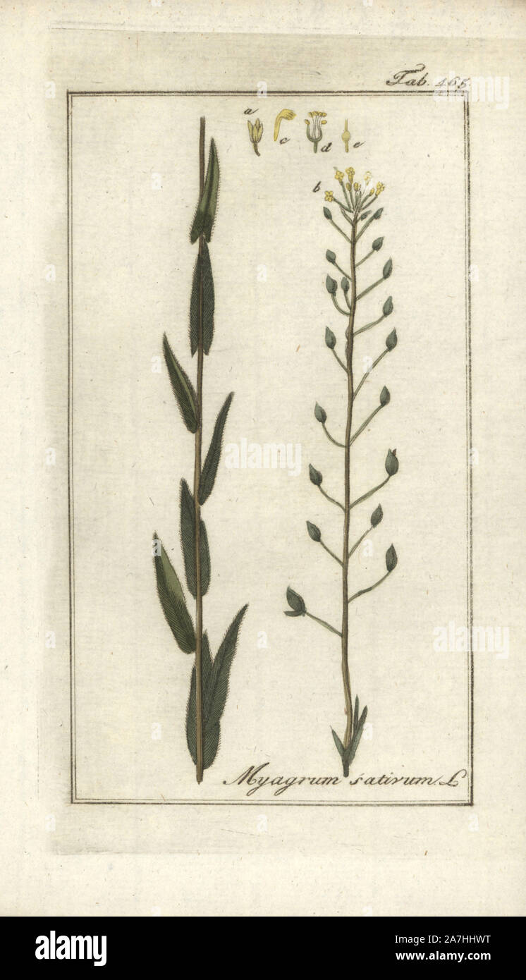 False flax, Camelina sativa. Handcoloured copperplate botanical engraving from Johannes Zorn's 'Afbeelding der Artseny-Gewassen,' Jan Christiaan Sepp, Amsterdam, 1796. Zorn first published his illustrated medical botany in Nurnberg in 1780 with 500 plates, and a Dutch edition followed in 1796 published by J.C. Sepp with an additional 100 plates. Zorn (1739-1799) was a German pharmacist and botanist who collected medical plants from all over Europe for his 'Icones plantarum medicinalium' for apothecaries and doctors. Stock Photo