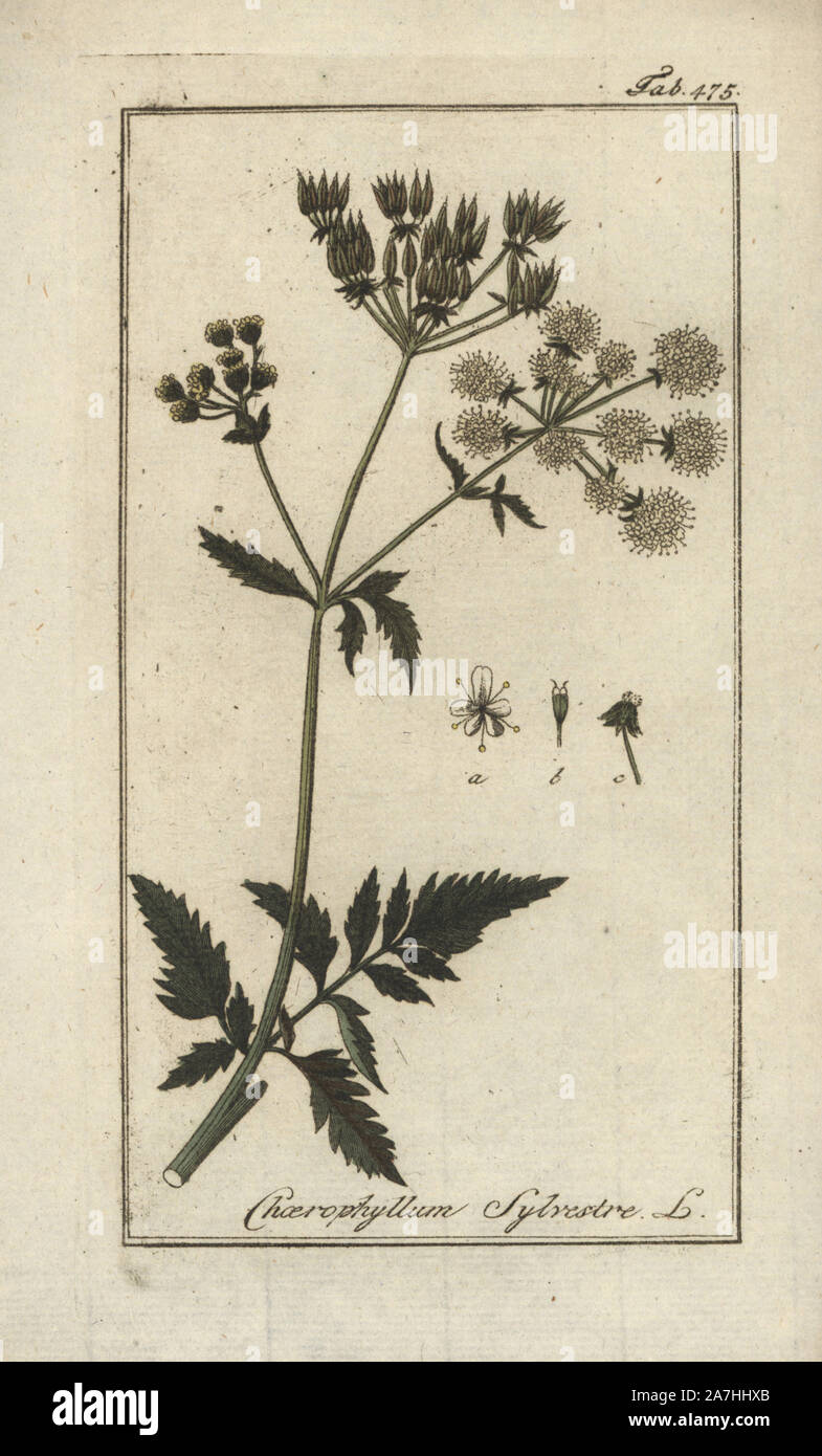 Cow parsley, Anthriscus sylvestris. Handcoloured copperplate botanical engraving from Johannes Zorn's 'Afbeelding der Artseny-Gewassen,' Jan Christiaan Sepp, Amsterdam, 1796. Zorn first published his illustrated medical botany in Nurnberg in 1780 with 500 plates, and a Dutch edition followed in 1796 published by J.C. Sepp with an additional 100 plates. Zorn (1739-1799) was a German pharmacist and botanist who collected medical plants from all over Europe for his 'Icones plantarum medicinalium' for apothecaries and doctors. Stock Photo