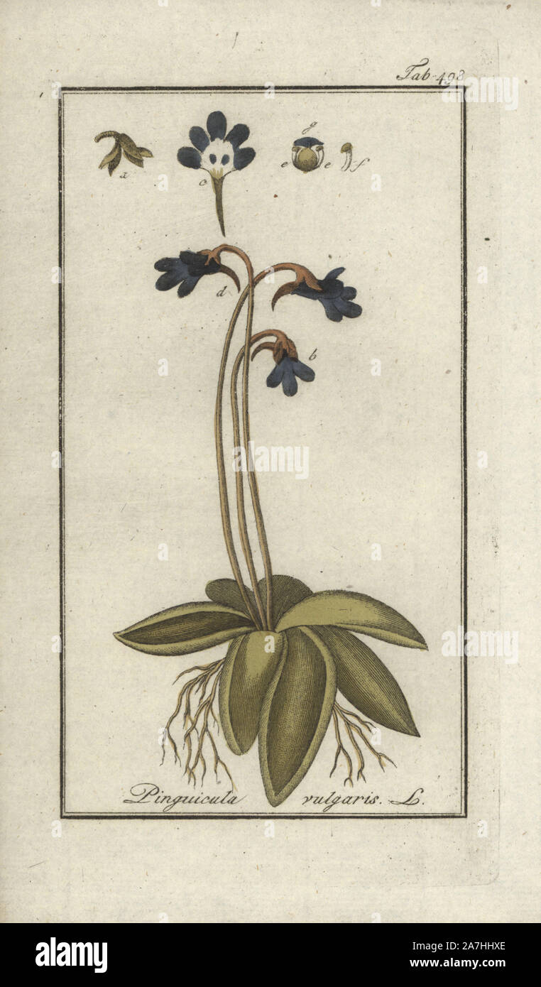 Common butterwort, Pinguicula vulgaris. Handcoloured copperplate botanical engraving from Johannes Zorn's 'Afbeelding der Artseny-Gewassen,' Jan Christiaan Sepp, Amsterdam, 1796. Zorn first published his illustrated medical botany in Nurnberg in 1780 with 500 plates, and a Dutch edition followed in 1796 published by J.C. Sepp with an additional 100 plates. Zorn (1739-1799) was a German pharmacist and botanist who collected medical plants from all over Europe for his 'Icones plantarum medicinalium' for apothecaries and doctors. Stock Photo