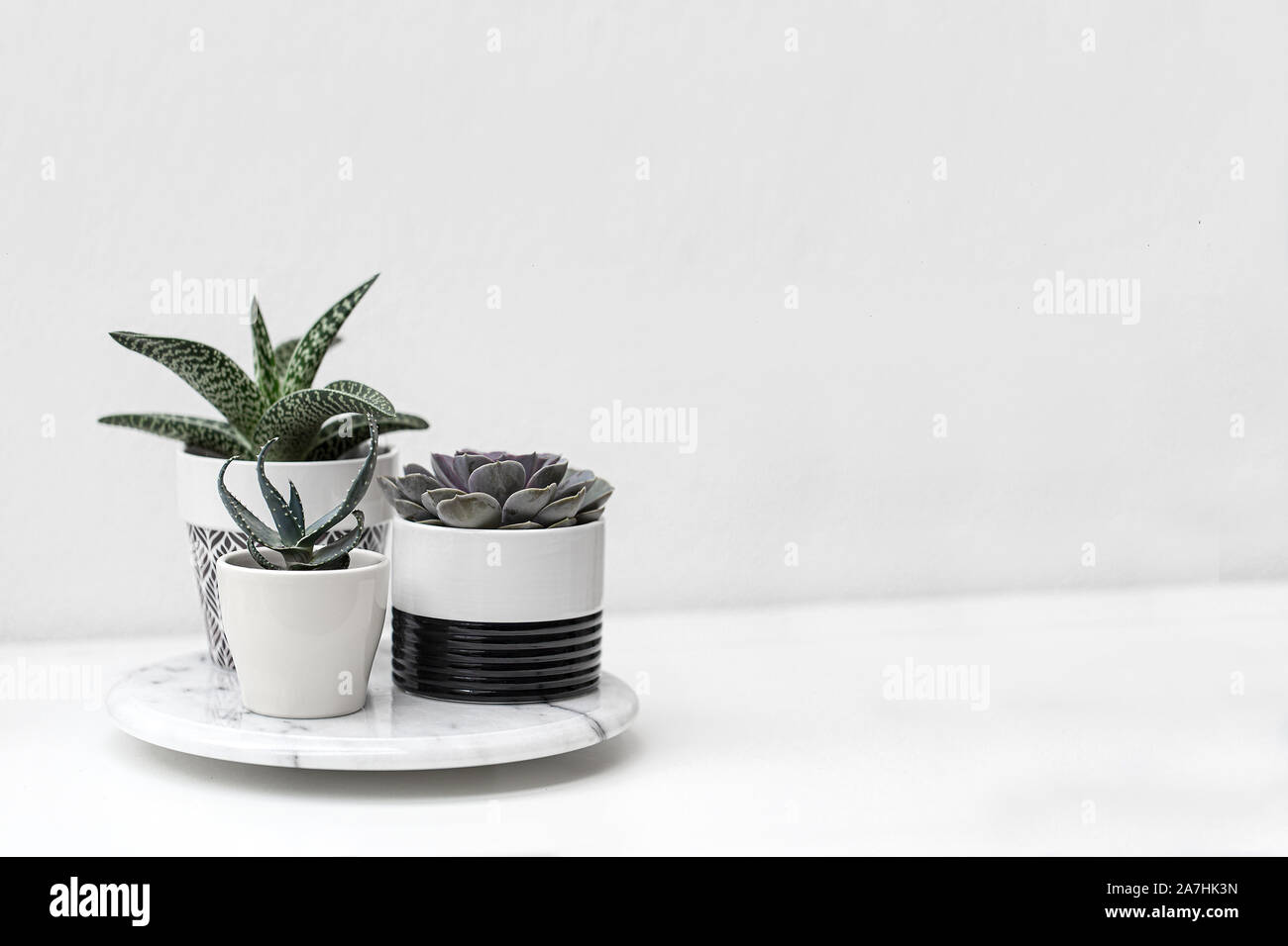 Potted succulent plants with a white background Stock Photo